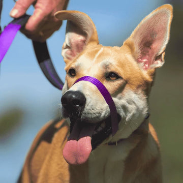 Medium sized dog wearing a purple Canny Collar during walking training on leash