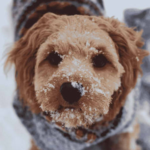 A brown dog with snow on his face walking in winter