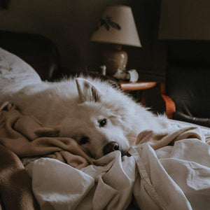 White German Shepherd dog lying on unmade bed