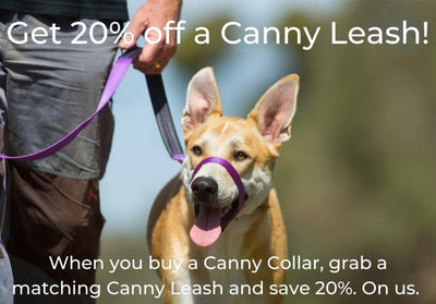 Dog walking on Canny head collar with discount offer