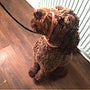 Labradoodle dog wearing a head collar while sitting